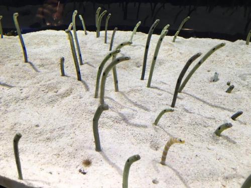 Японский зоопарк обратился к гражданам с просьбой позвонить угрям. 01