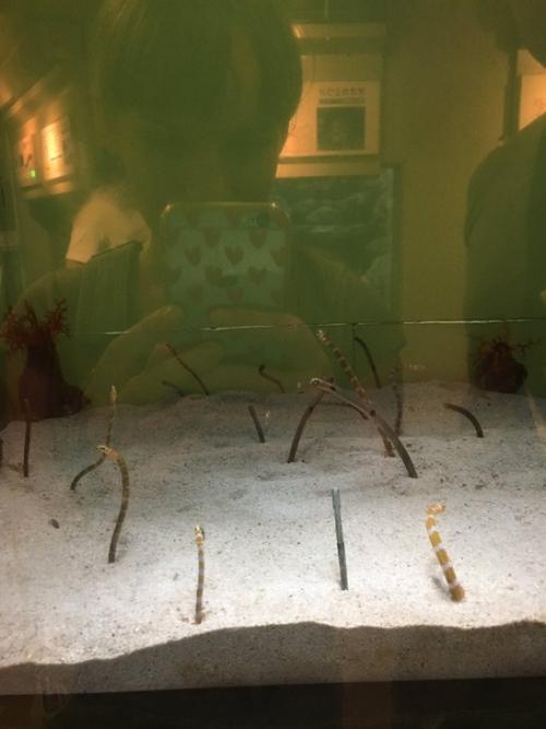 Японский зоопарк обратился к гражданам с просьбой позвонить угрям. 03