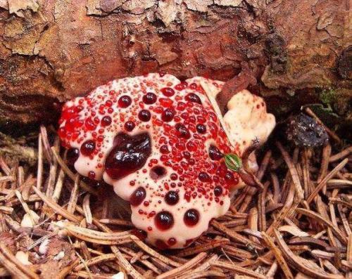 Удивительные разновидности грибов. 04