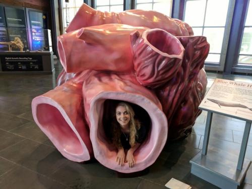 Сердце белого кита имеет размер автомобиля фольксваген Жук. 01