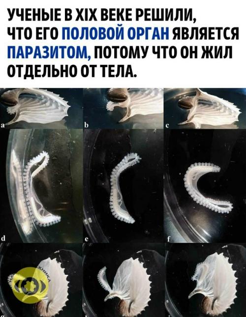 Эти осьминоги обладают уникальной способностью к самоампутации гектокотиля - щупальца с половыми клетками.  
