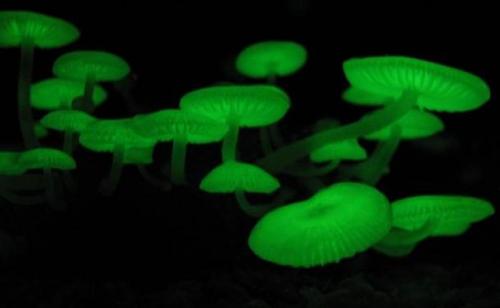 Удивительные разновидности грибов. 07