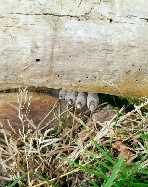 В тени влажных лесов, среди трухлявых пней и опавшей листвы, прячется существо, которое способно обмануть даже самое наблюдательное око. 01