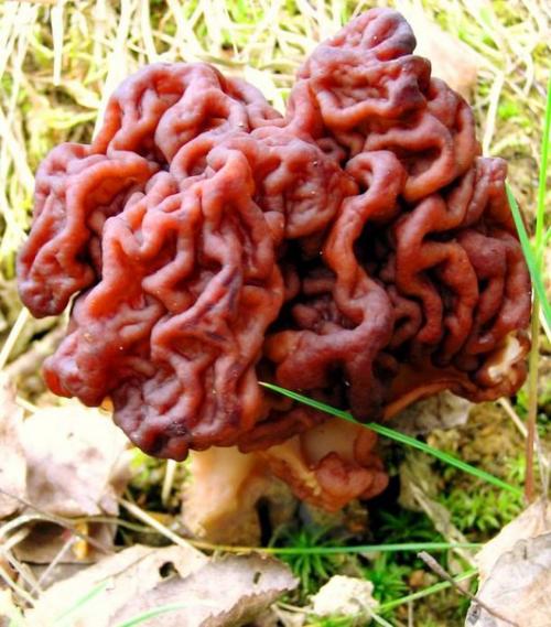 Удивительные разновидности грибов. 03