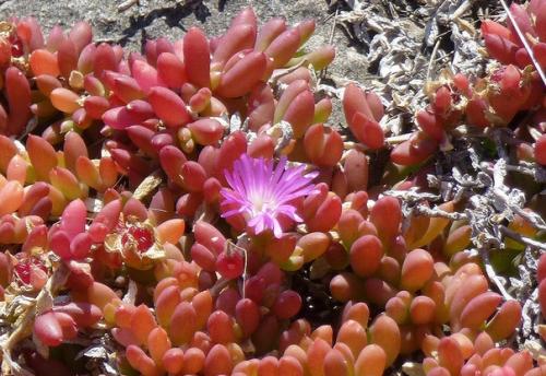 В западной части острова с забавным названием кенгуру находится одно из самых интересных мест Австралии - национальный парк флиндерс чейз. 08