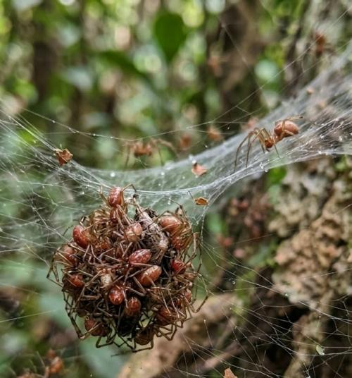 Пауки вида Anelosimus Eximius живут не поодиночке, а огромными колониями, в которых могут быть до тысячи особей. 02