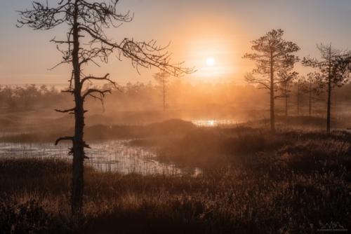 Рaccвeт нa бoлoтe в лeнингpaдcкoй oблacти. 03