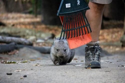 Вомбат Хлоя осталась сиротой после того, как ее маму насмерть сбил автомобиль в пригороде Сиднея. 06