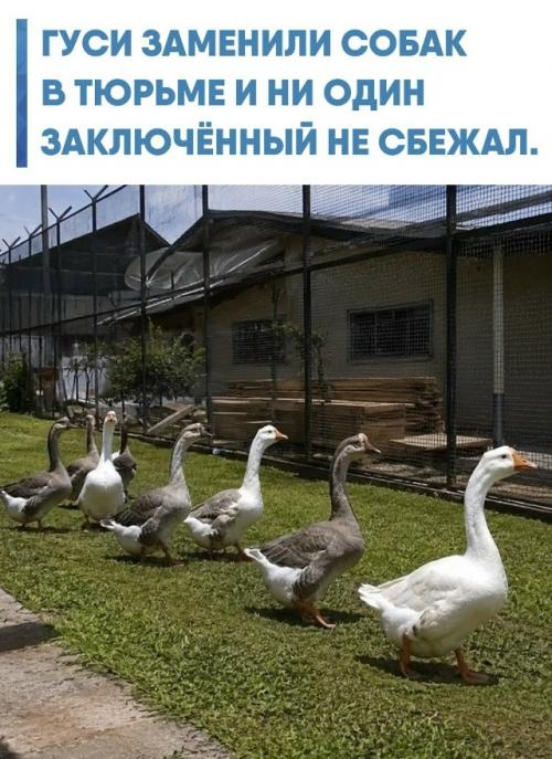 В бразильской тюрьме решили отказаться от сторожевых собак и поставили на охрану гусей.  