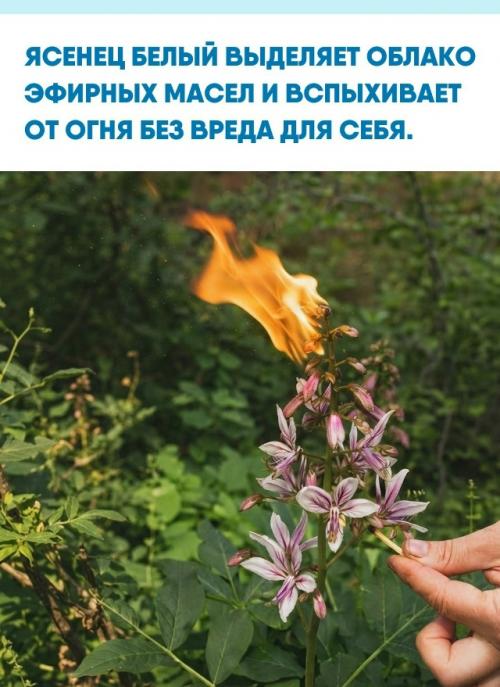 В жаркую и безветренную погоду растение окружает себя плотной завесой горючих терпеноидов с цитрусовым ароматом.  