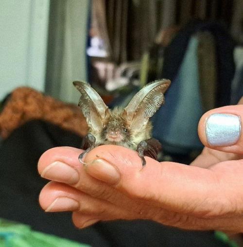 Ушастые Химки.  Позвонили, сказали, что уже пару дней возле двери висит. 01