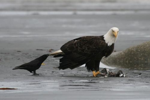 Вороны троллят других животных, дергая их за хвосты. 07