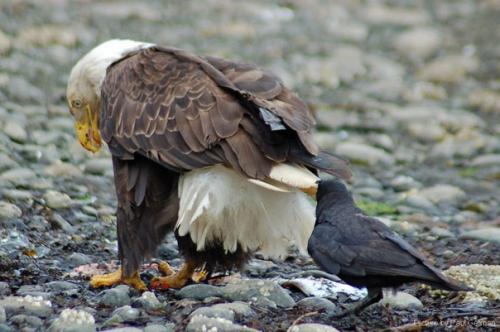 Вороны троллят других животных, дергая их за хвосты. 01