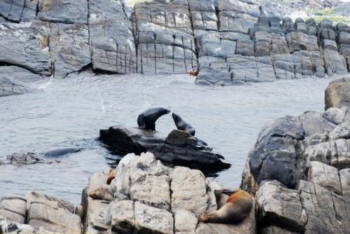 В западной части острова с забавным названием кенгуру находится одно из самых интересных мест Австралии - национальный парк флиндерс чейз. 07