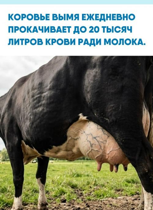 Вымя только кажется единым органом, но на самом деле это четыре полностью независимые системы со своими тканями, протоками и сосками.  
