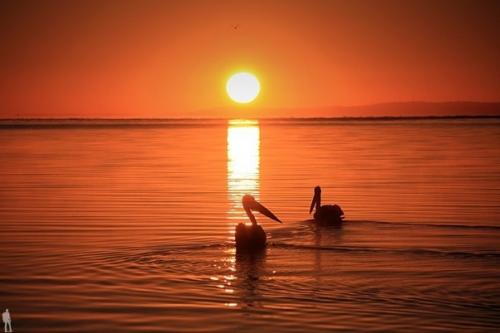 В западной части острова с забавным названием кенгуру находится одно из самых интересных мест Австралии - национальный парк флиндерс чейз. 09