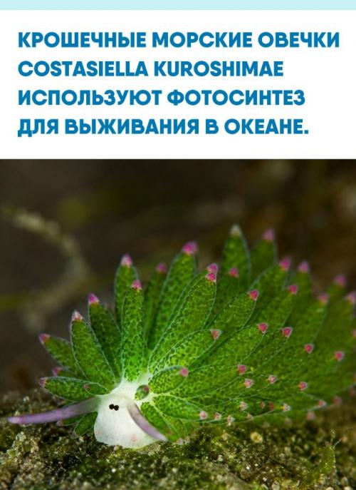 Эти моллюски размером до одного сантиметра обитают на мелководье у берегов Японии и Индонезии.