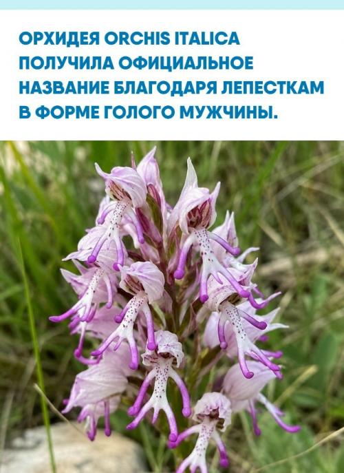 Необычный средиземноморский цветок приобрел мировую известность из-за специфического строения нижней губы или лабеллума.  