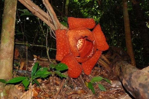 Борнео (малайск.  Borneo, или Калимантан (индон. 06