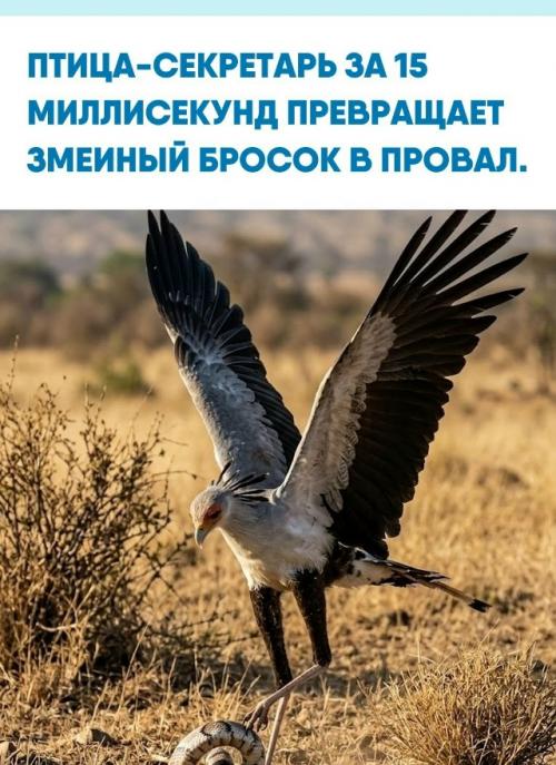 На охоте эта длинноногая птица не хватает змею клювом, а буквально забивает её мощными ударами ног.  