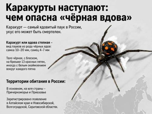 Смертельно опасных пауков - каракуртов начали находить в российских регионах, где раньше они практически не встречались. 02