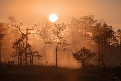 Рaccвeт нa бoлoтe в лeнингpaдcкoй oблacти. 01