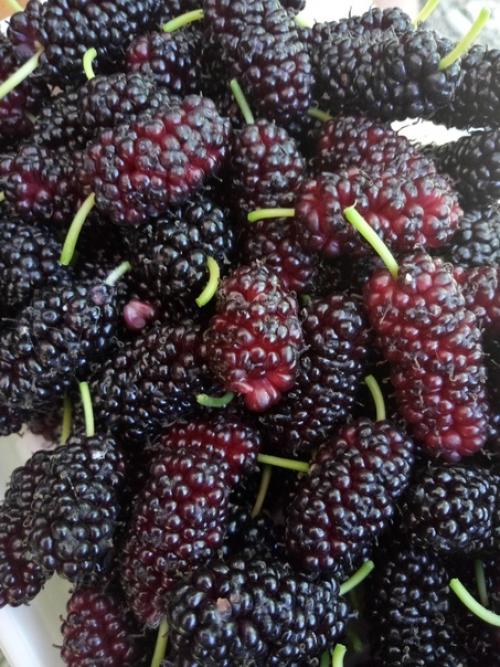 Морва, смоковница, тутник, шелковица, тутовник, тута, тютина, эпырка. 01