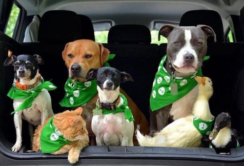 Счастливая жизнь семи спасённых животных. 05