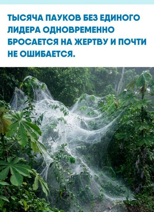 Пауки вида Anelosimus Eximius живут не поодиночке, а огромными колониями, в которых могут быть до тысячи особей.  