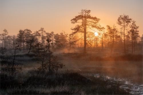 Рaccвeт нa бoлoтe в лeнингpaдcкoй oблacти. 02