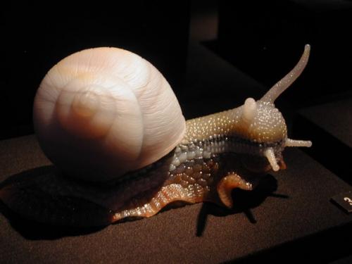 Живое из камня.