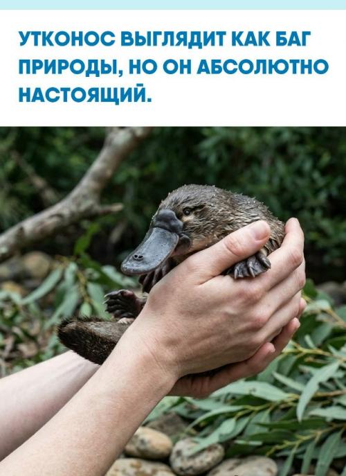 Утконос - это животное, после которого эволюции хочется вручить отдельную премию за безумный дизайн.  