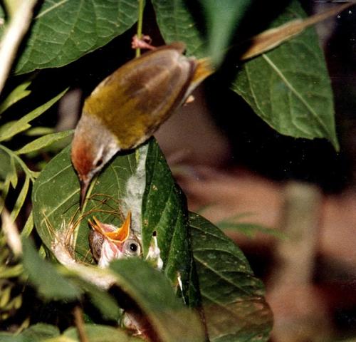 Птица - портниха: как маленьким птичкам удается шить домики из листьев. 01 Птица - портниха: как маленьким птичкам удается шить домики из листьев. 01