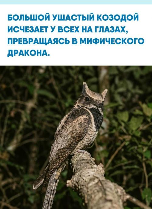 Большой ушастый козодой - один из самых незаметных обитателей тропических лесов южной и юго-восточной Азии.  