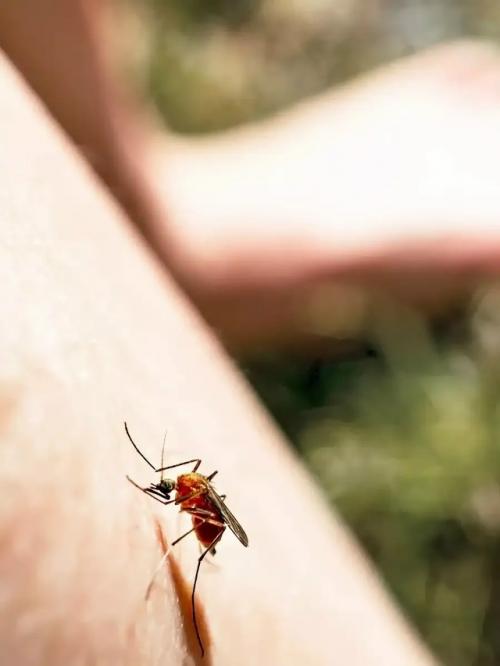 Россиянин лихорадку денге после укуса насекомого во время отдыха подхватил. 01