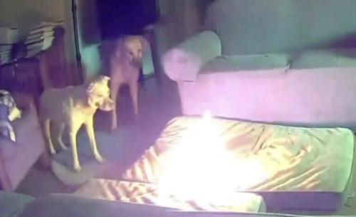 В оклахоме собака сожгла дом после того, как пожевала повербанк. 02