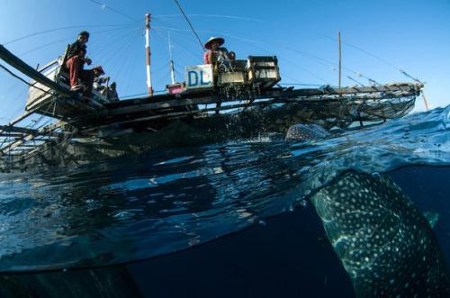 Китовые акулы интересные факты. Заплыв с китовой акулой.