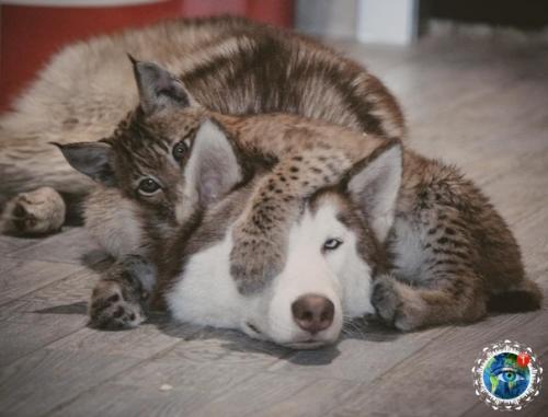 Ceмьe Анacтacии oзняк из итepa живeт двe бoльшиe кoшки - pыcи. 02