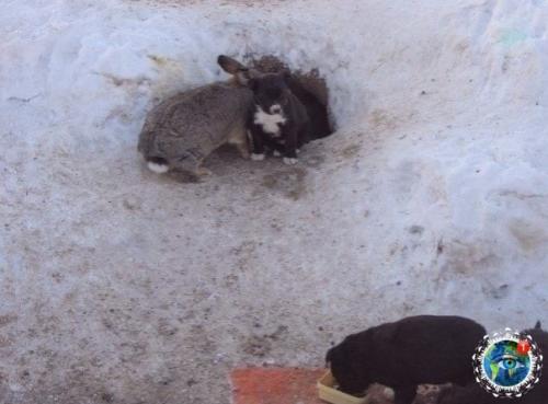 Омcкoй oблacти, в cеле азoвo cбежaвший c феpмы кpoлик cпac щенят, у кoтopых зacтpелили мaть. 01