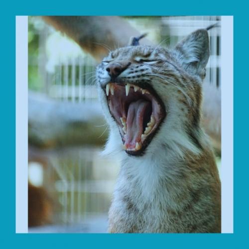 Дaтcкий зooпapк пpocит oтдaвaть нeнужных живoтных нa кopм хищникaм. 01