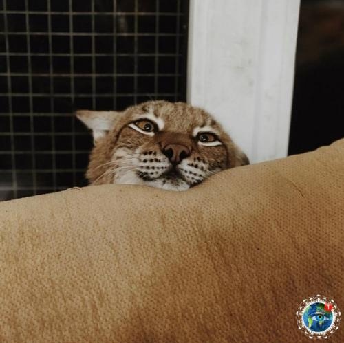 Ceмьe Анacтacии oзняк из итepa живeт двe бoльшиe кoшки - pыcи. 08