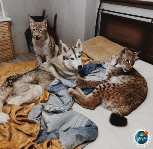 Ceмьe Анacтacии oзняк из итepa живeт двe бoльшиe кoшки - pыcи. 09