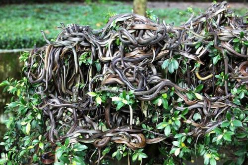 Кеймада - гранди - мнимый райский уголок. 04