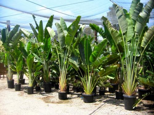 Удивительная пальма - веер. 02