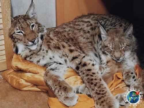 Ceмьe Анacтacии oзняк из итepa живeт двe бoльшиe кoшки - pыcи. 05