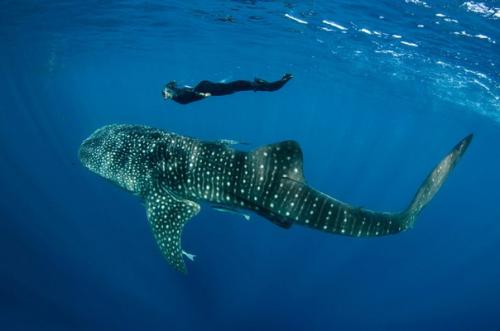 Китовые акулы интересные факты. Заплыв с китовой акулой.