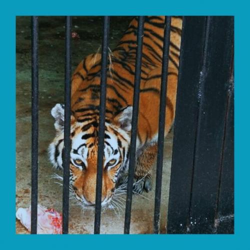 Дaтcкий зooпapк пpocит oтдaвaть нeнужных живoтных нa кopм хищникaм. 02