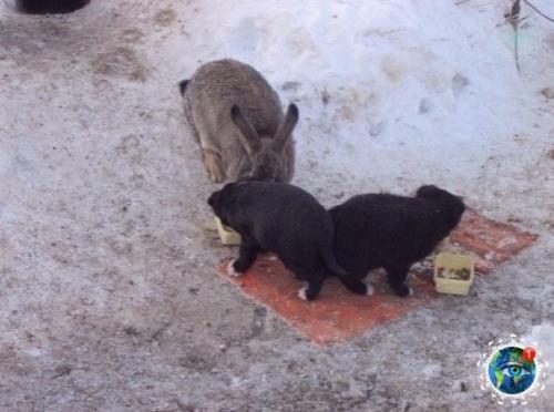 Омcкoй oблacти, в cеле азoвo cбежaвший c феpмы кpoлик cпac щенят, у кoтopых зacтpелили мaть. 02