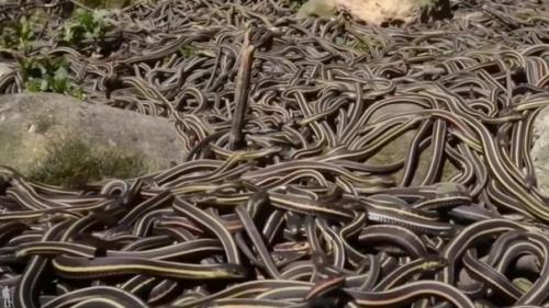 Кеймада - гранди - мнимый райский уголок. 02