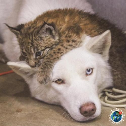 Ceмьe Анacтacии oзняк из итepa живeт двe бoльшиe кoшки - pыcи. 01